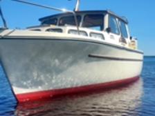 Albatross 