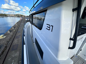 Sargo 31