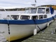 Asterina