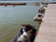 Sea-Doo RXT-X 300 RS