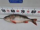 Suomi 430 Cat