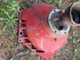 Volvo Penta Muu malli V8