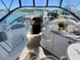 Sea Ray 245 sundancer Sea Ray