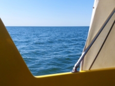 Albatross 26
