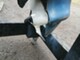 Evinrude 6