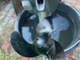 Evinrude 4Hv