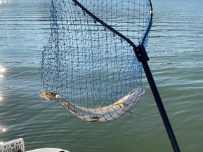 Quicksilver 580 Pilothouse