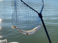 Quicksilver 580 Pilothouse