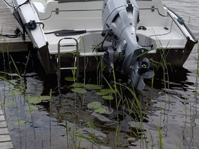 Silver Fox Avant 485