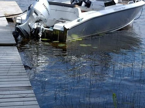 Silver Fox Avant 485