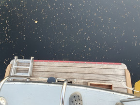 Kaartovuorelainen Muu malli