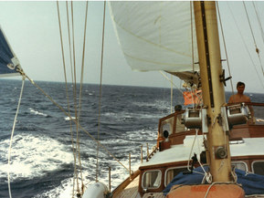 Van de Stadt Muu malli